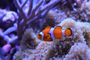 Nemo, pez payaso