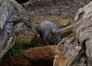 Wombat