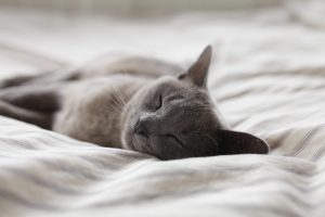 Foto gato instagram