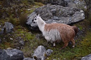El Cajas Ecuador