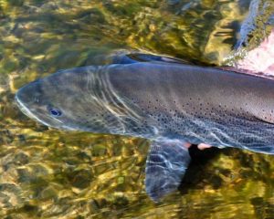 Trucha Siberiana gigante