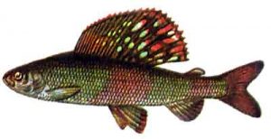Grayling negro del Baikal