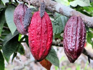 cacao ecuador