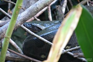 Anaconda Amazònia equatoriana