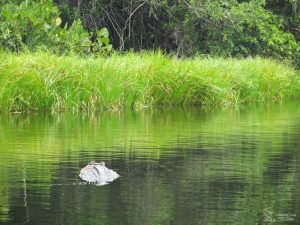 caiman llac