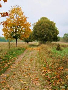 Otoño de oro en Polonia