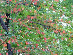 Otoño en Nueva York