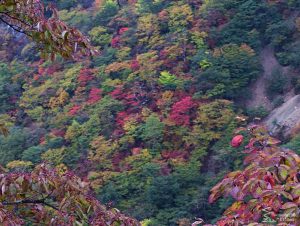 Otoño en Nikko, Japón