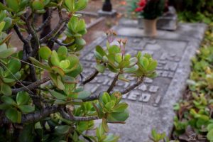 Lápida cementerio británico Valencia