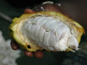 Interior vaina cacao