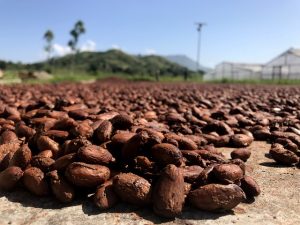Habas de cacao tostadas