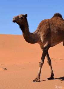 Camello desierto, Omán